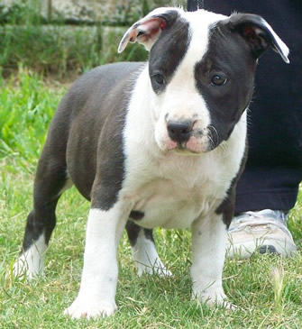 DDDawgs Slap N Tickle